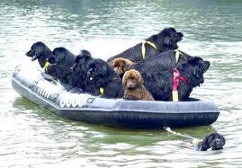 Newfoundland dog coast hot sale guard