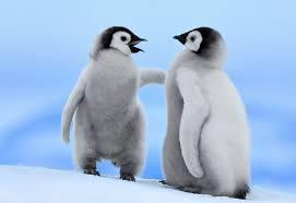 two pengiuns