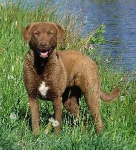 Chesapeake Bay Retriever standing in grass by water